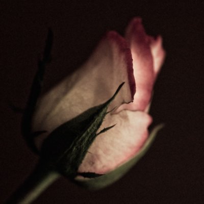 Rose Bud.