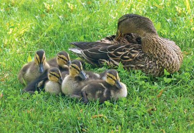 Duck Family 2008 Botanical Gardens