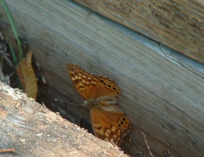 tawny emperor.JPG