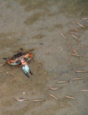 Cannibal Crab