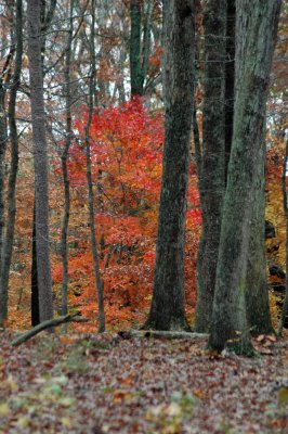 Virginia in the Fall 2009