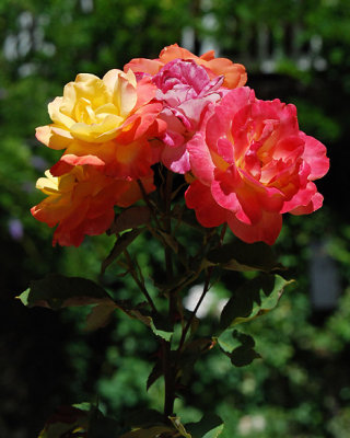 g5/04/451004/3/100833676.LCKiAxte.jpg