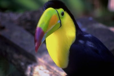 tucan1.jpg