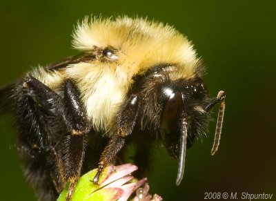 Bull - Common Eastern Bumble Bee
