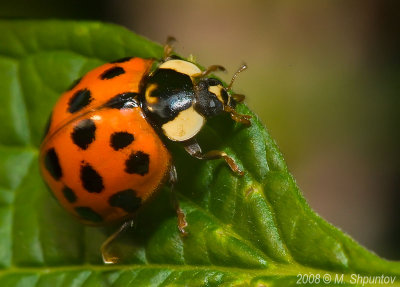 Ladybug