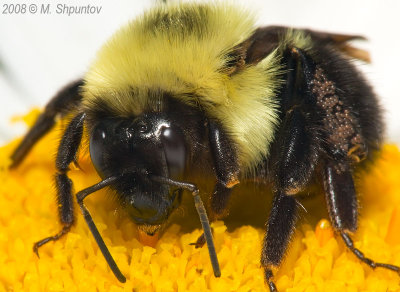 Common Eastern Bumble Bee