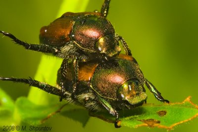 Bug's Ballet - Japanese Beetle - Popillia japonica
