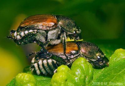 Japanese Beetles