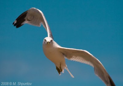 Gulls Attack #