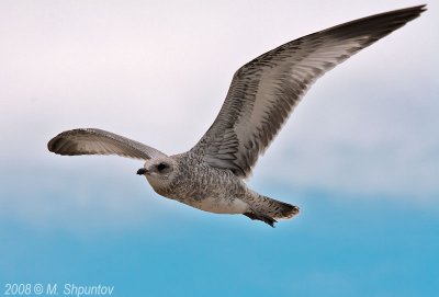 Gulls Attack #