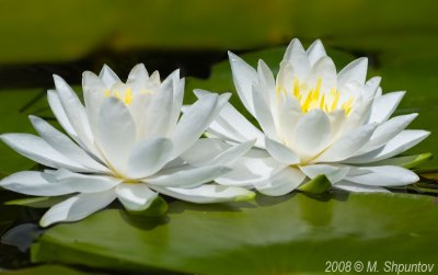 Water Lily