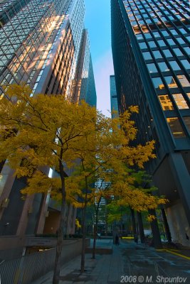 Fall Colors of City - Toronto Downtown