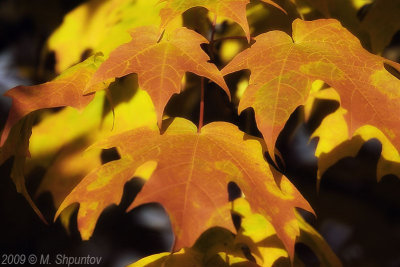 Autumn Leaves Fallen Leafs