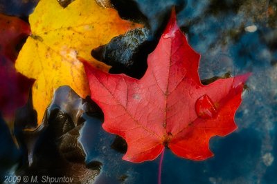 Autumn Leaves Fallen Leafs