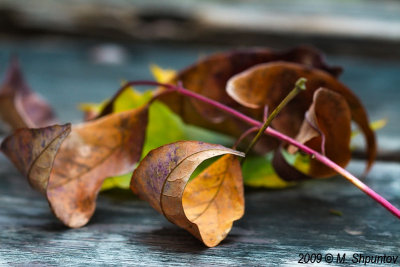 Autumn Leaves Fallen Leafs