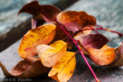 Autumn Leaves Fallen Leafs