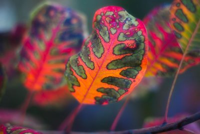 Autumn Leaves Fallen Leafs