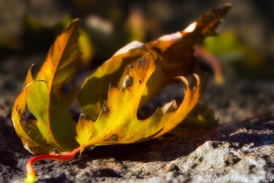 Autumn Leaves Fallen Leafs