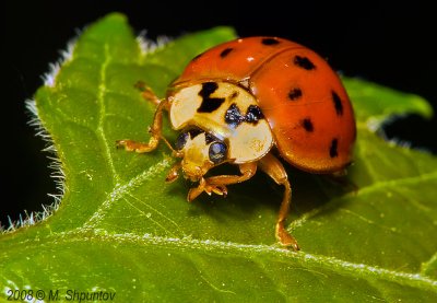 Ladybug Beetle