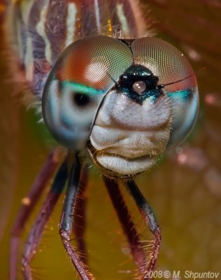 Face of Many Faces (Variable Darner)