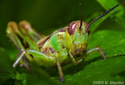 Pick-a-Boo (Two-striped Grasshopper)