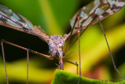 Mr. Mosquito - In the Garden