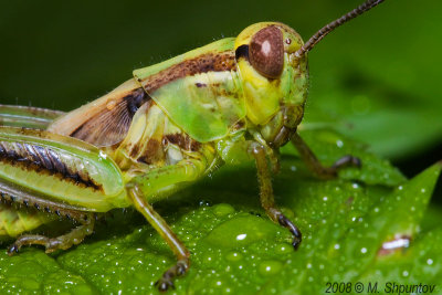 Two-striped grasshopper - Melanoplus bivittatus