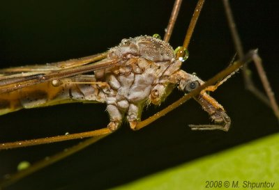 Crane Fly