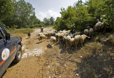Waiting for the sheppard and his sheep