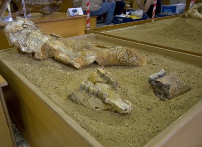 Excavated Rhino-skull in the Milia museum in august 2008