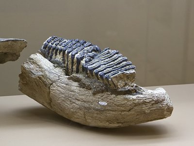 Mandible of Elaphas antiquus in the Museum of Ptolemaida