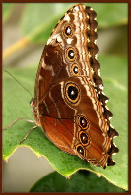 Butterfly35