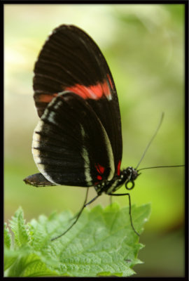 Butterfly36