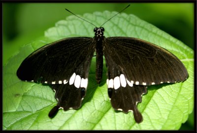 Butterfly19