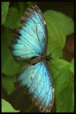 Butterfly38