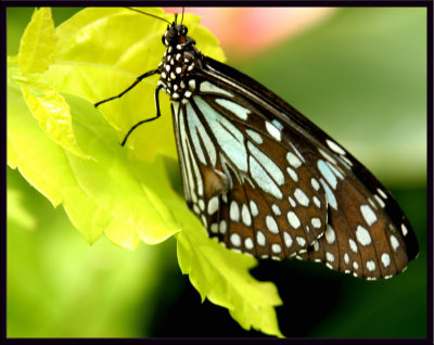 Butterfly8