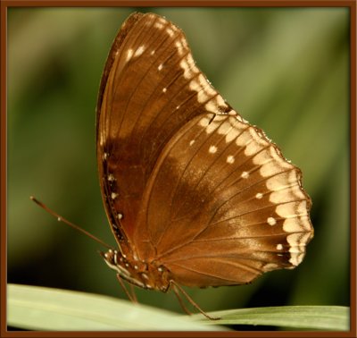 Butterfly22