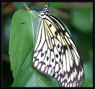Butterfly40