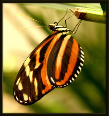 Butterfly21