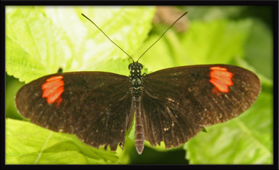 Butterfly3