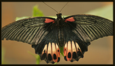 Butterfly2