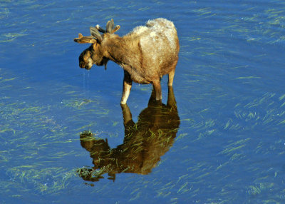 Teton Moose