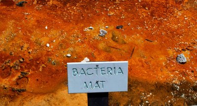 Bacteria Mat