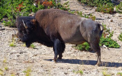 Yellowstone Bison