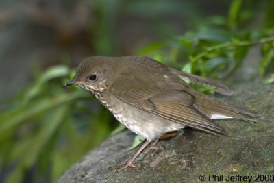Gray-cheeked Thrush
