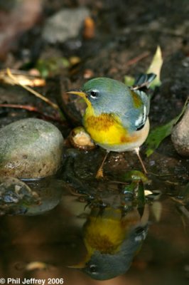 Northern Parula