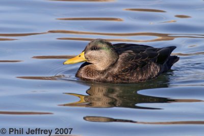 American Black Duck