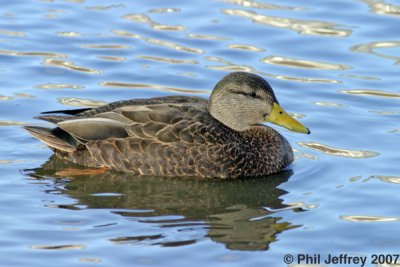 American Black Duck