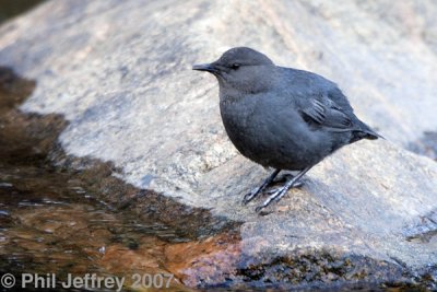 American Dipper