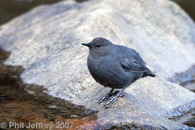 American Dipper